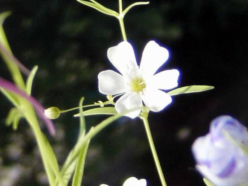 Duftbeschreibung Mauvais Garcon von Brecourt Eau de Parfum