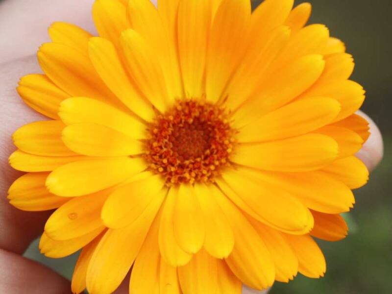 Olfaktorik - die Fähigkeit riechen zu können