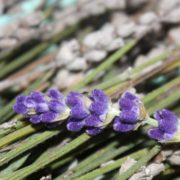 Lavendel aus Grasse - als Duftnote in Parfüm