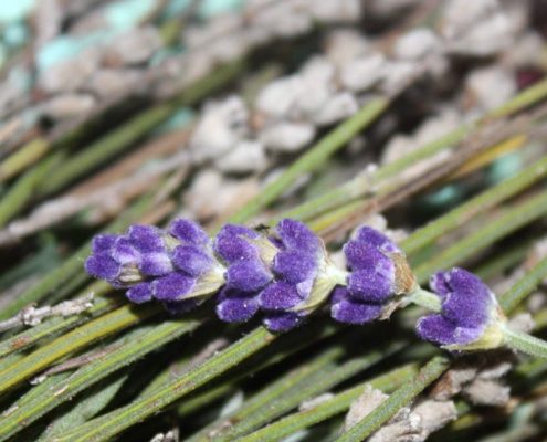 Lavendel aus Grasse - als Duftnote in Parfüm