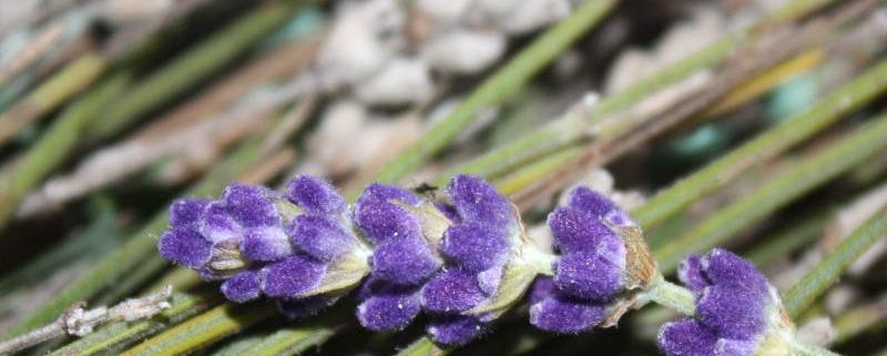 Lavendel aus Grasse - als Duftnote in Parfüm