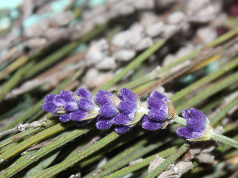 Lavendel aus Grasse - als Duftnote in Parfüm