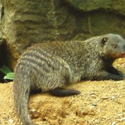 Tierische Duftstoffe