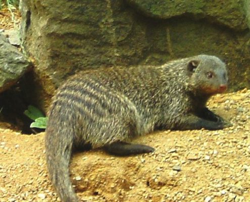 Tierische Duftstoffe