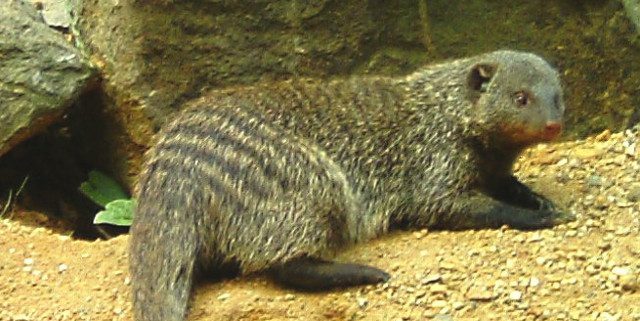 Tierische Duftstoffe