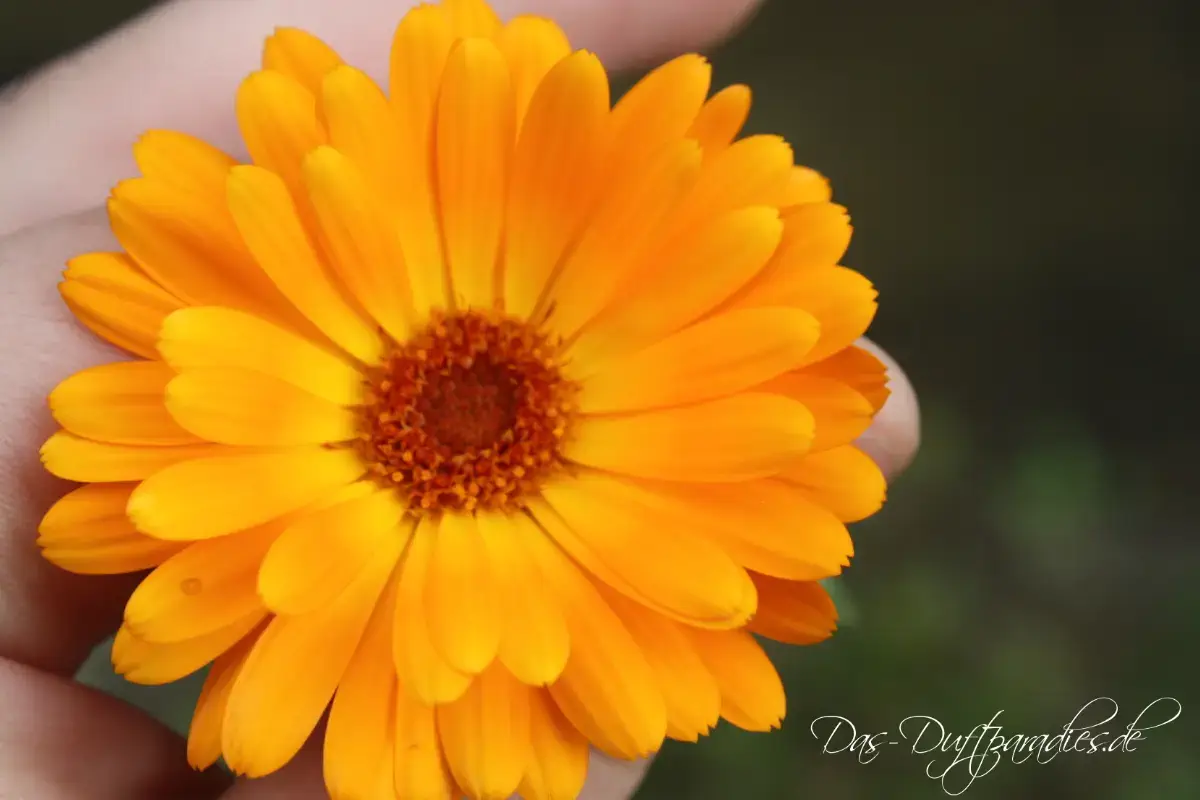 Intensiver Duft der Ringelblume in Parfum