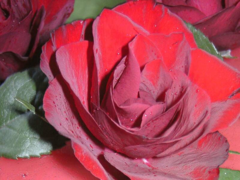 Beliebte Duftnoten - die Rose gehört dazu