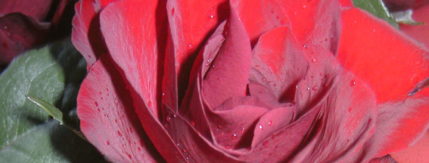 Beliebte Duftnoten - die Rose gehört dazu