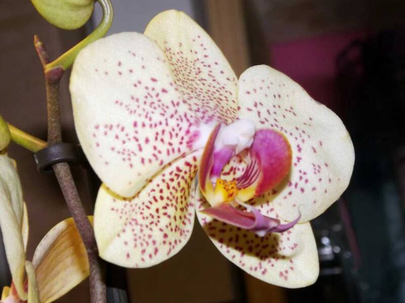 Methoden der Duftgewinnung aus Blüten