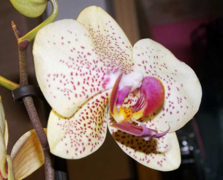 Methoden der Duftgewinnung aus Blüten