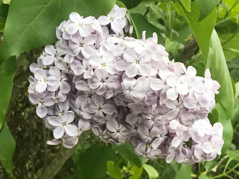 Flieder Blüte als Duftnote in blumigem Parfüm