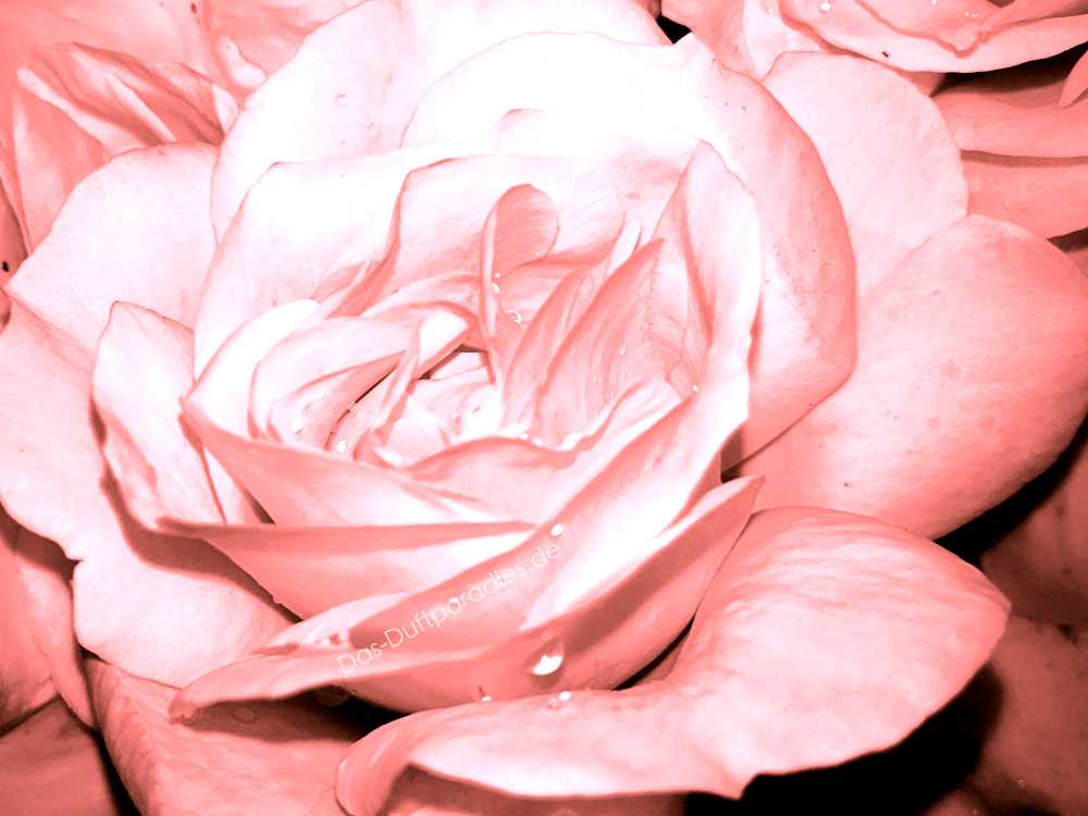 Romantisches Parfum mit zartem Rosenduft