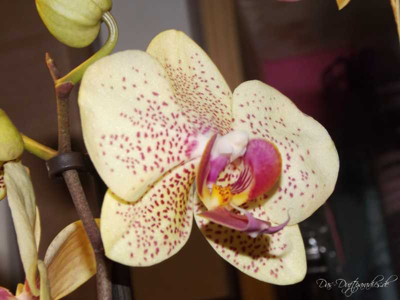 Blüte einer Orchidee - als Duftnote in Parfüm