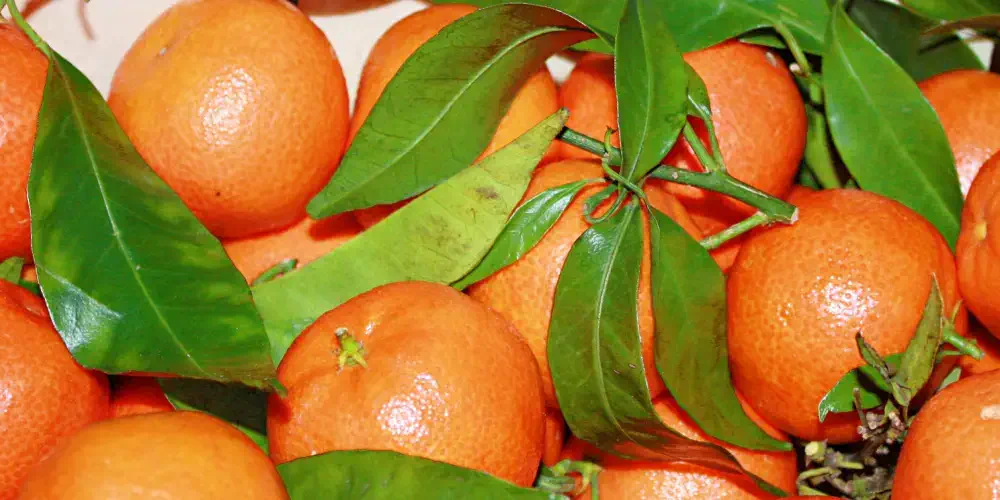 Fruchtige Mandarine in Parfum – ein spritziges Erlebnis