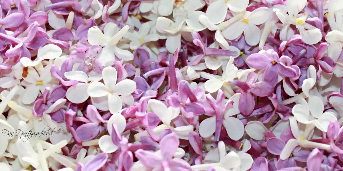 Blumige Parfums mit Flieder – die stille Blume