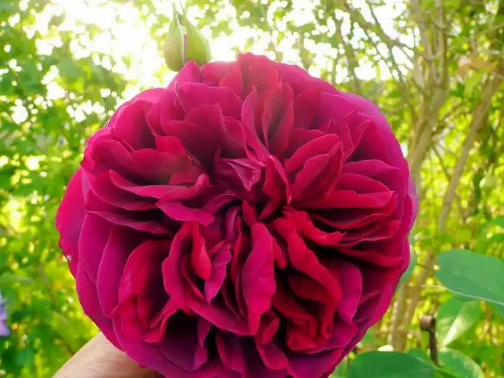 Damaszener Rose – eine der besten Noten in blumigen Parfums